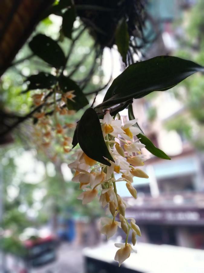 Hanoi Balcony Homestay ภายนอก รูปภาพ