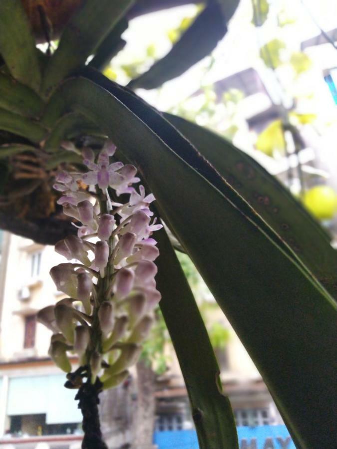 Hanoi Balcony Homestay ภายนอก รูปภาพ